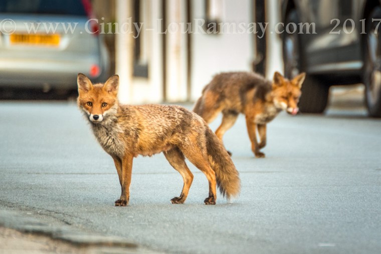 "Night on the town" foxes