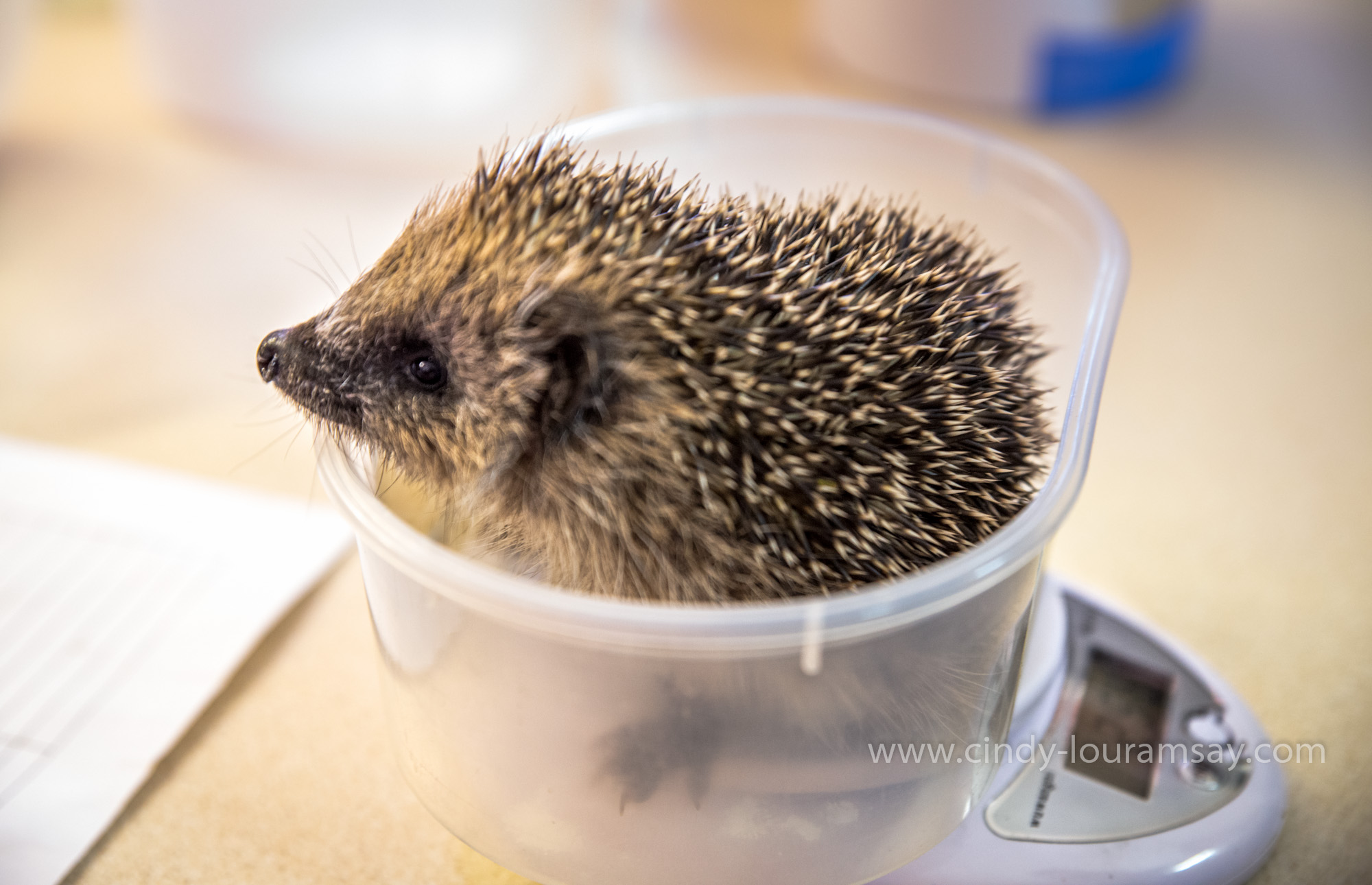 Hessilhead Hedgehog care workshop