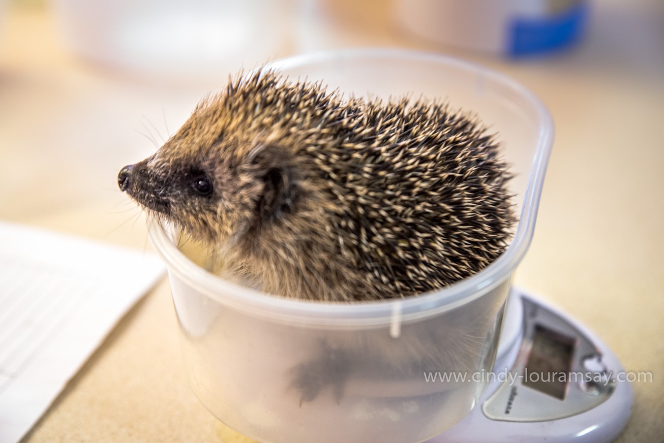 Hessilhead Hedgehog care workshop