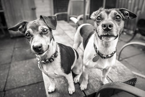 Double trouble  B&W jack russel brothers  Dexter & Charlie