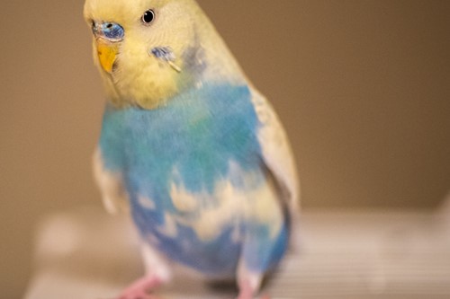 Crazy wee budgie  colour square sitting on cage
