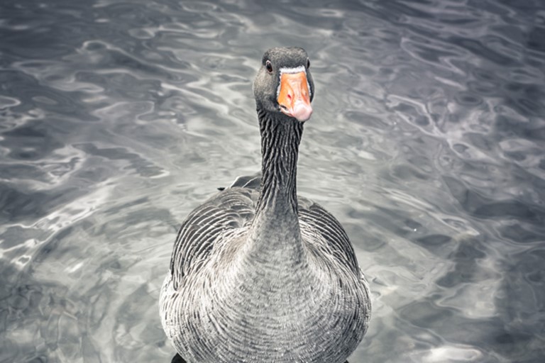 "Missus Puddle-Goose" Greylag goose, Stewartfield Loch