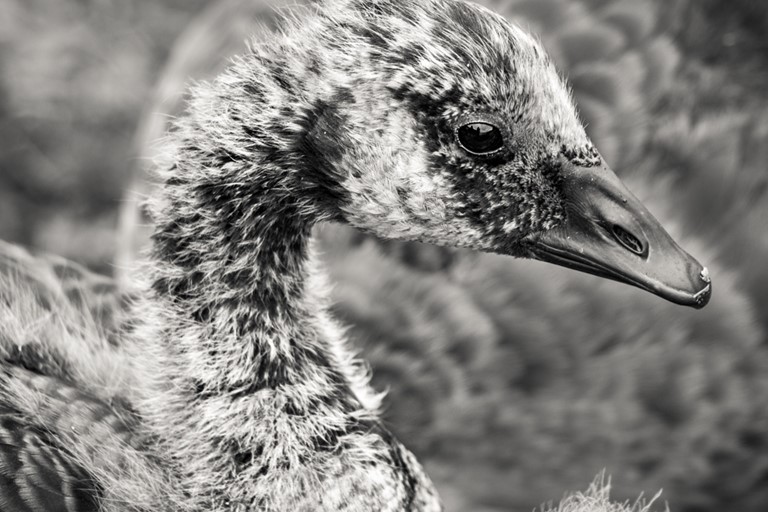 Loch Portrait - Canada goose