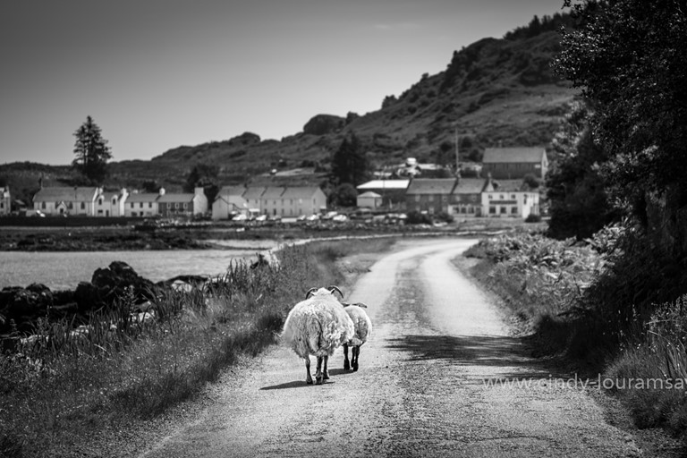 "Long Road Home" Sheep, Isle of Mull, Scotland