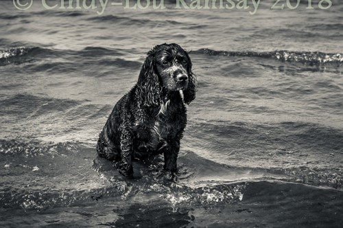 Spaniel Sea West Coast Scotland Troon Dog portrait
