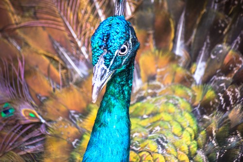 Cindy Lou Ramsay Photography Peacock Mexico 2018