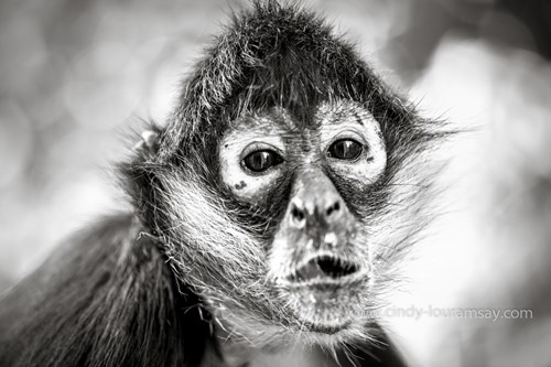 Cindy Lou Ramsay B&W Spider Monkey close up Mexico 